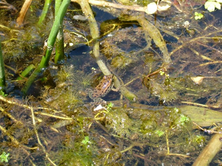 Pelophylax sp. (Sardegna)